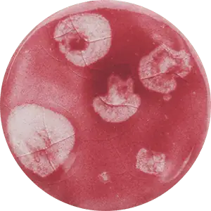 FG060 - Marbelous Fantasy Glaze